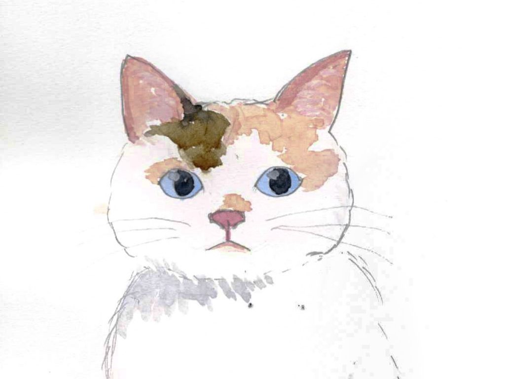 スコちゃん